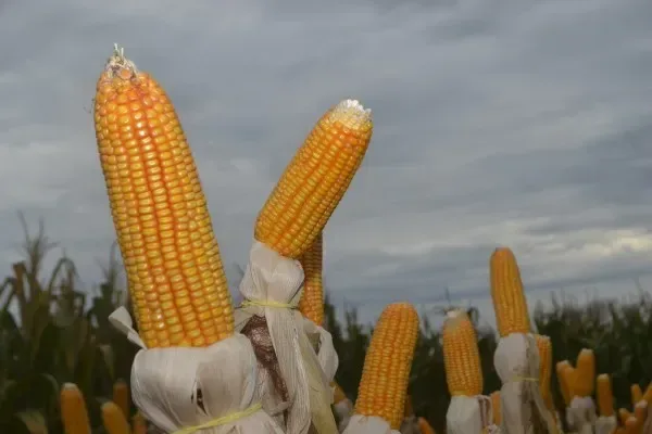 From Ancient Grains to Modern Staples: Unveiling the Rich History of Corn :