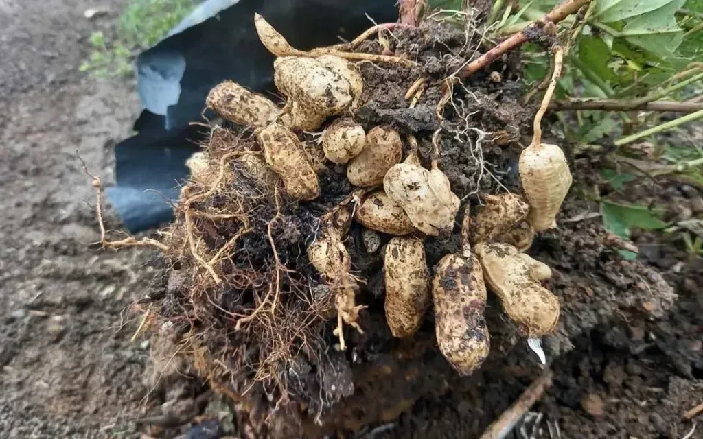 Harvesting Peanuts: A Nutrient-Rich Culmination