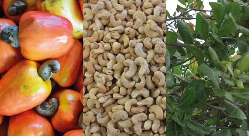 Unlocking the Harvesting Magic of Cashews: A Simple Guide