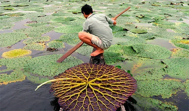 Harvesting the Goodness: The Journey of Makhana from Pond to Plate