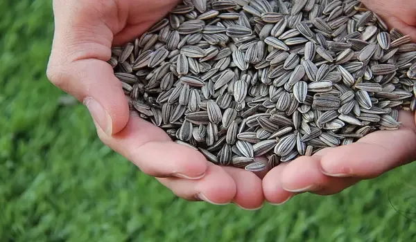 sunflower seeds: Are They Good for Weight Loss?