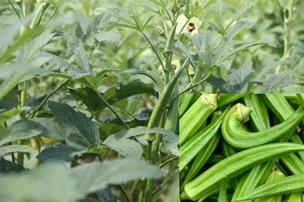 Harvesting Bhindi: A Simple Guide to Bringing the Green Delight to Your Table