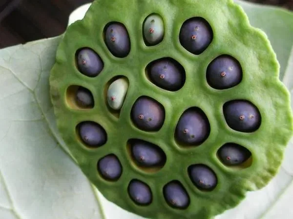 Japanese Lotus Seeds: A Superfood Packed with Nutrition